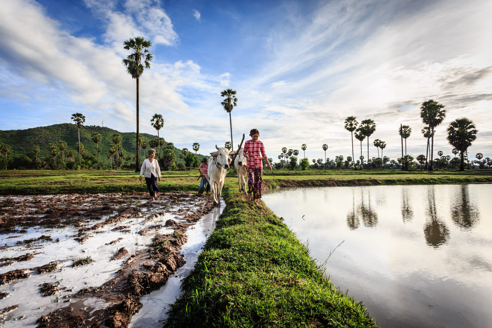 Angkor Wat Photography Tours, cows working in the rice paddies