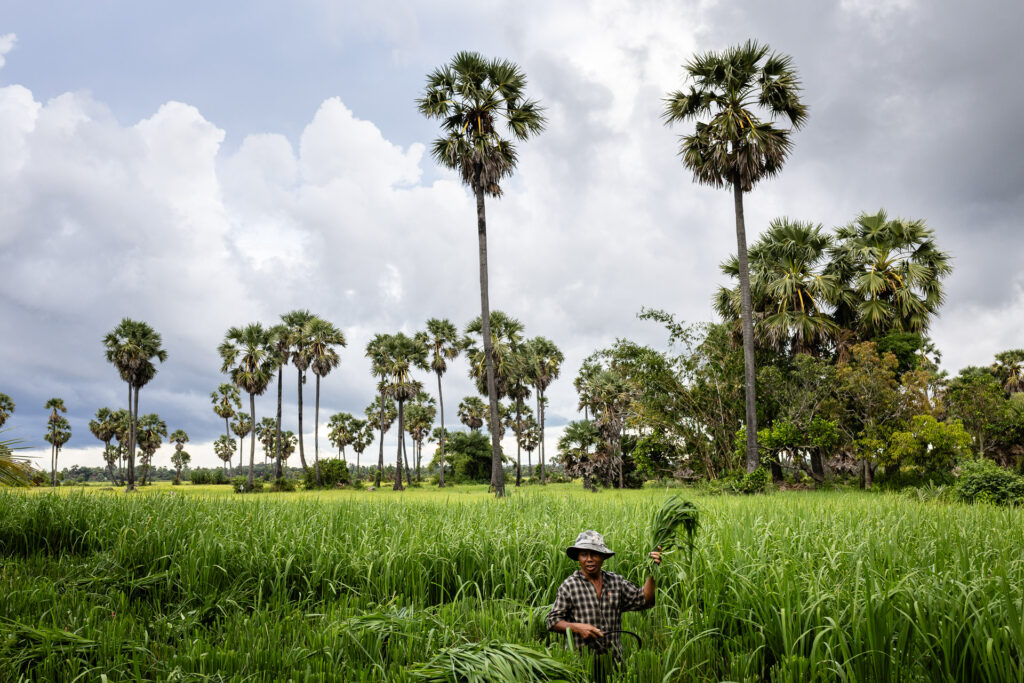 Rice fields