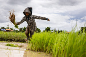 Rice fields