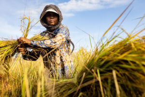 Rice fields