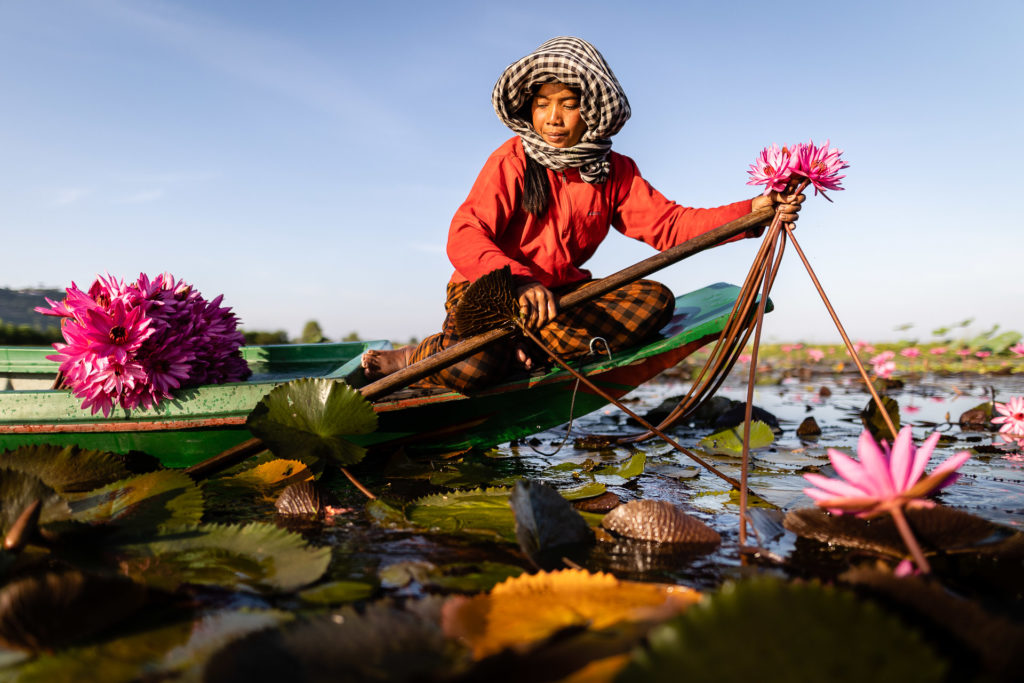 Lily flowers picking