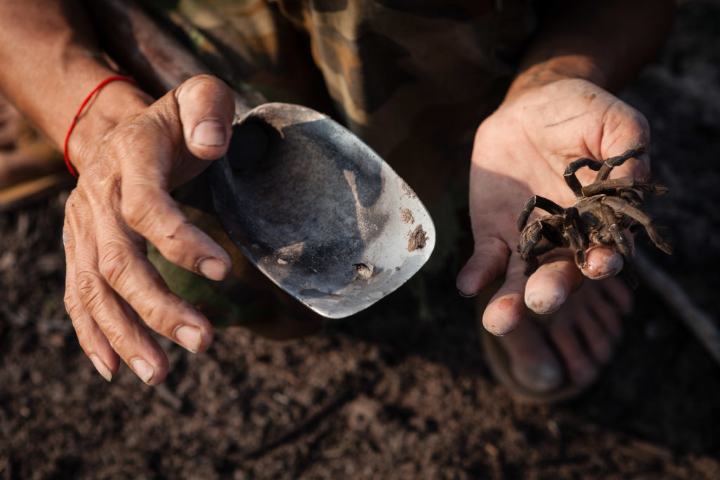 Spider hunter in the countryside
