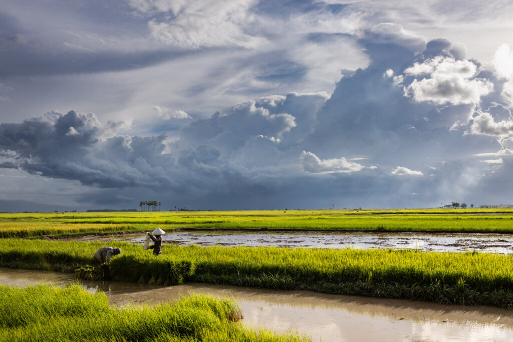 Planting season in Cambodia