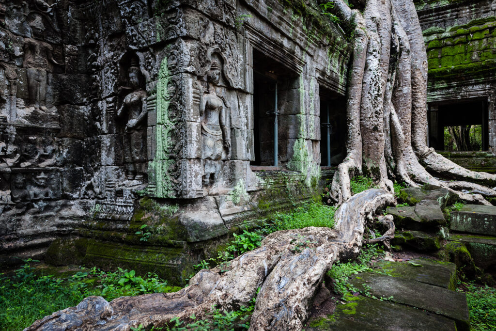 Why not using the root as leading lines in your composition