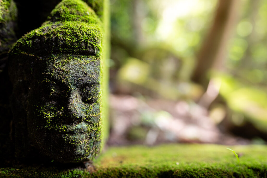 Importance of the light in photography... soft and diffuse light vs...